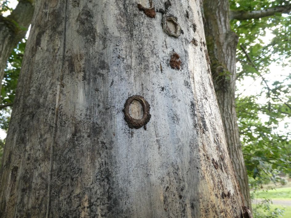 Welk dier maakt deze vreemde ringetjes?